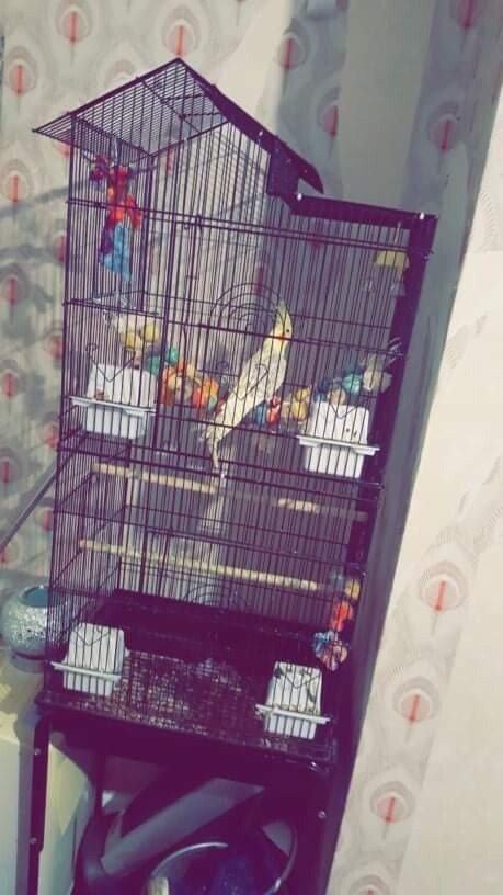 megazorb guinea pigs